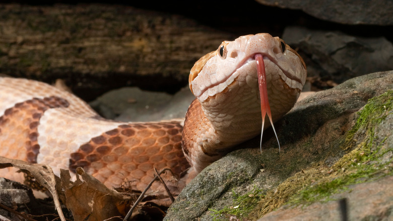 Serpent à tête cuivrée avec la langue tirée