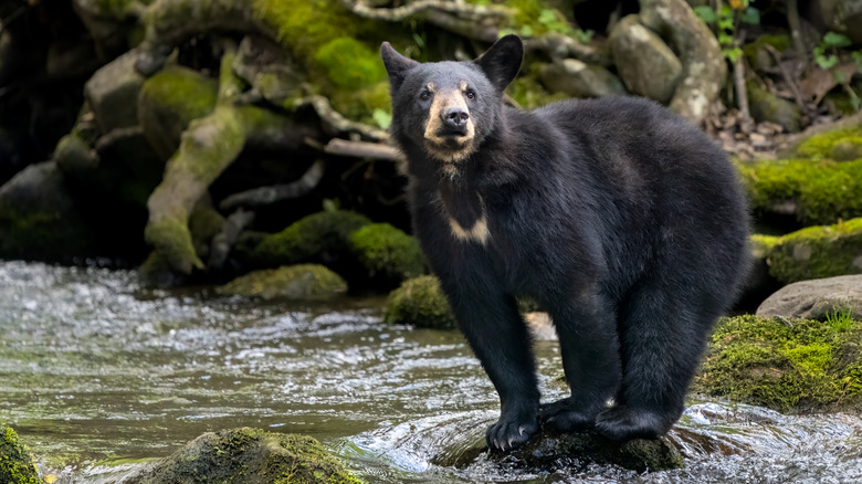 Ours noir près d'un ruisseau