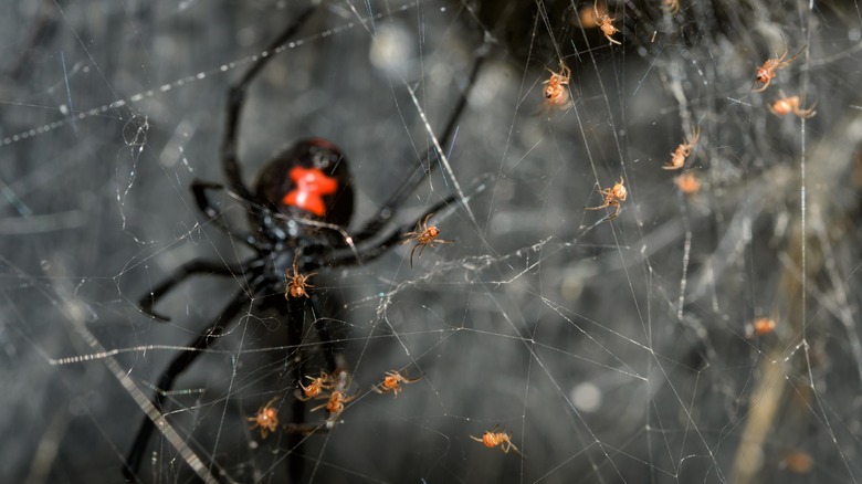 Araignée veuve noire dans une toile avec des bébés