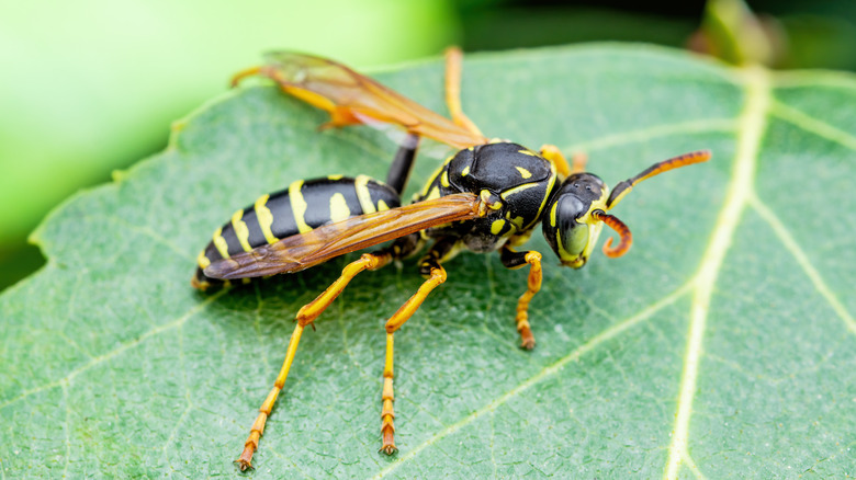 gros plan sur une guêpe jaune sur une feuille