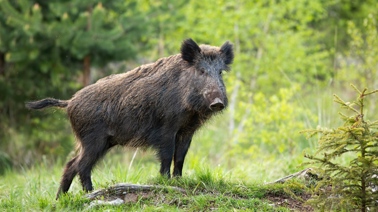 sanglier debout dans la forêt