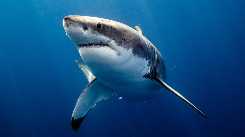 Requin blanc nageant