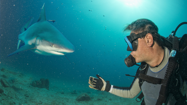 Plongeur face à un requin