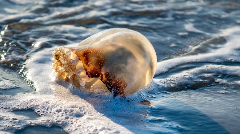 Méduse boulet de canon sur la plage 