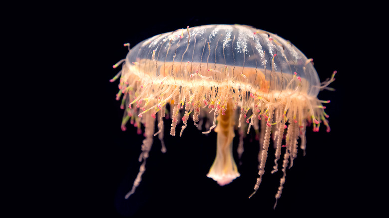 Méduse à chapeau de fleur isolée 