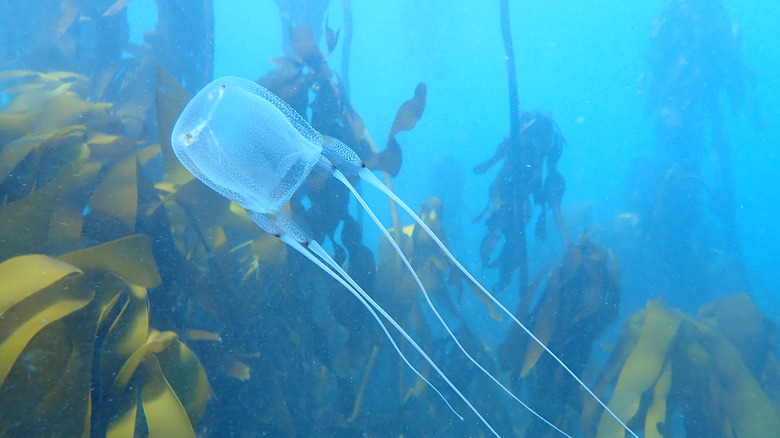 Boîte bleu vif dans une boîte à méduses 