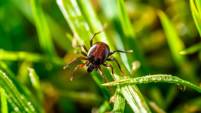 Tique commune du cerf attendant dans l'herbe