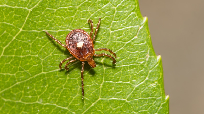 Tique de l'étoile solitaire sur une feuille 