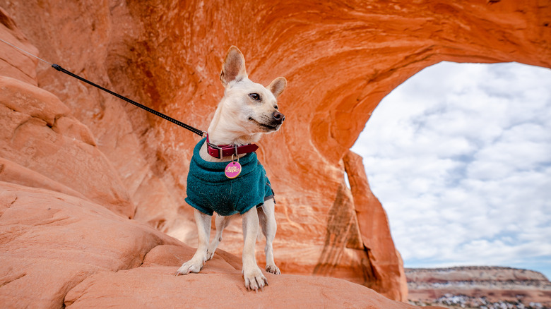 Un chien habillé en laisse