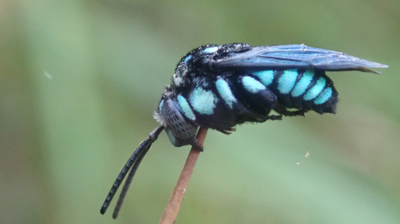 Gros plan sur une abeille coucou bleue