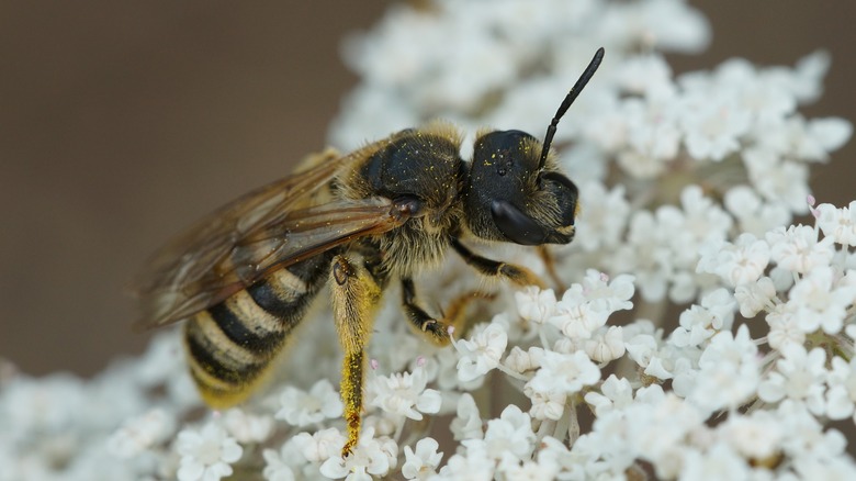 Abeille femelle sillonneuse 