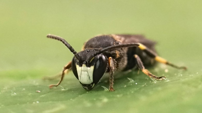 Gros plan d'une abeille à face blanche sur une feuille 