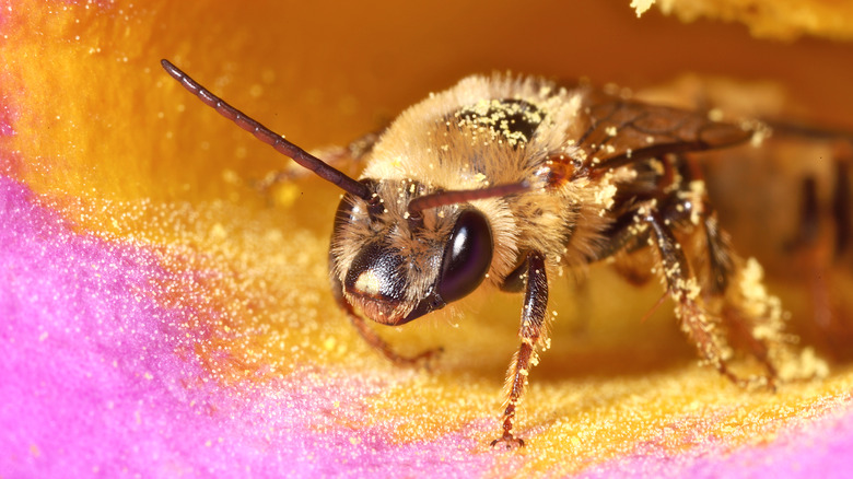 Gros plan sur une abeille de courge couverte de pollen 