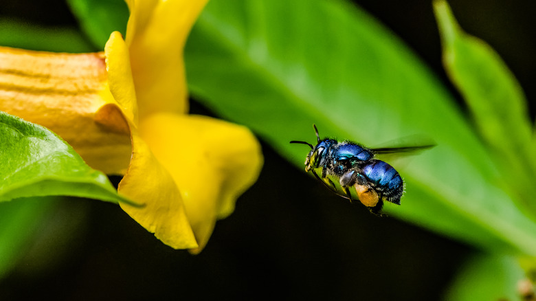 Abeille orchidée volant dans une fleur 