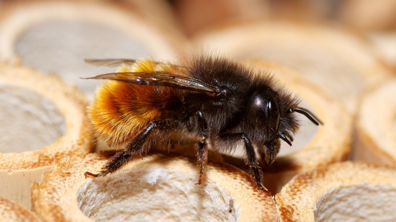 Abeille maçonne à face cornue 