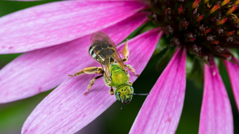 Abeille à sueur femelle verte sur une fleur violette 