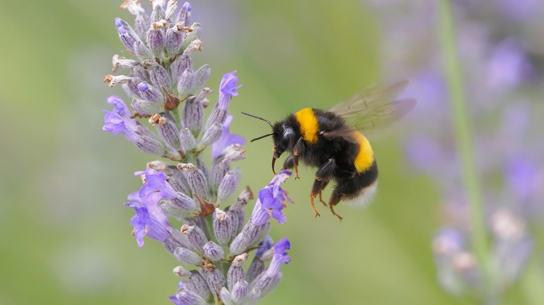 Un bourdon pollinise la lavande 