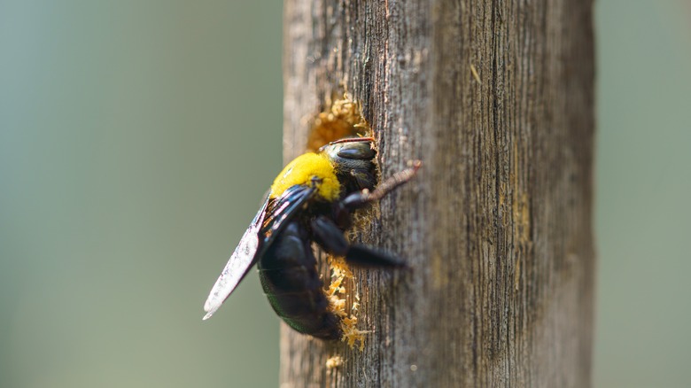 Abeille charpentière creusant un terrier 