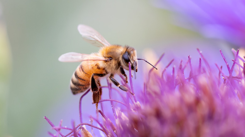 Abeille à miel pollinisant une fleur dans le jardin