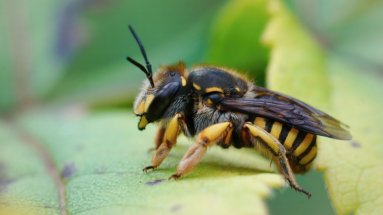 Gros plan d'une abeille cardeuse européenne mâle