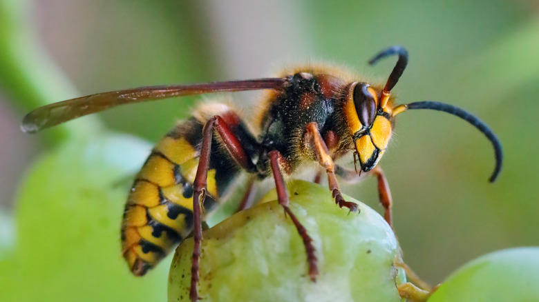 Guêpe jaune mangeant des fruits 