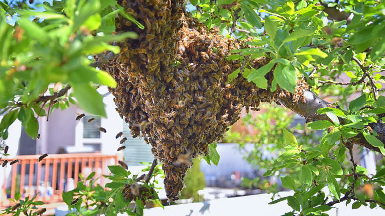 Essaim d'abeilles africaines 