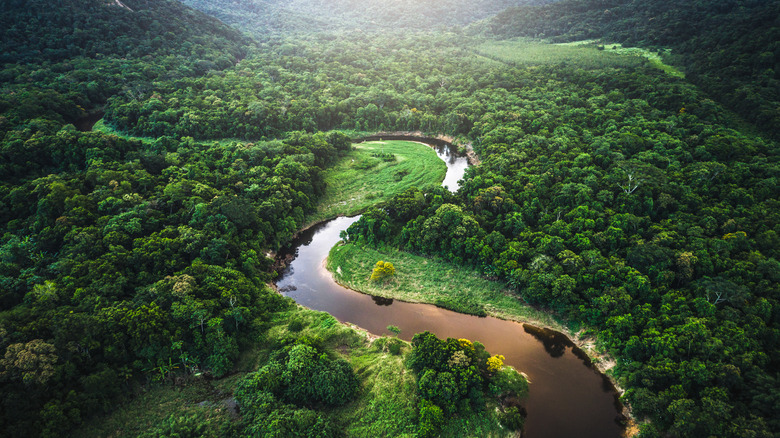 Vue aérienne du fleuve Amazone et de la forêt tropicale