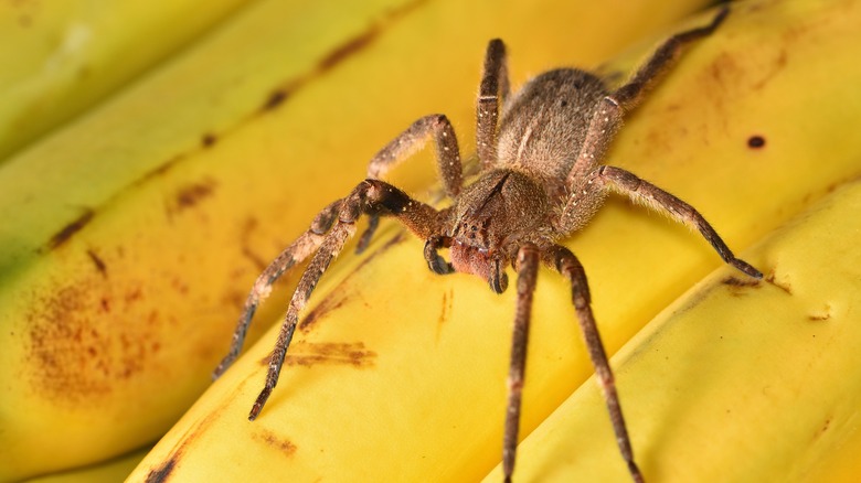 Araignée errante brésilienne sur une feuille de bananier