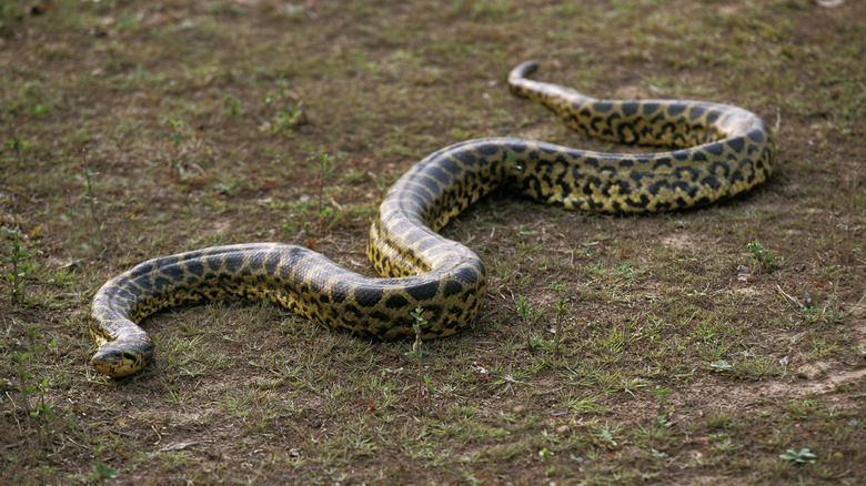 Anaconda vert glissant sur le sol