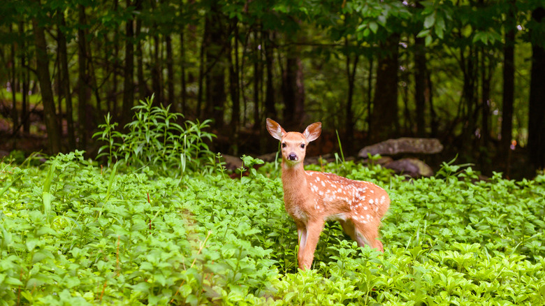 Faon de cerf, bébé cerf