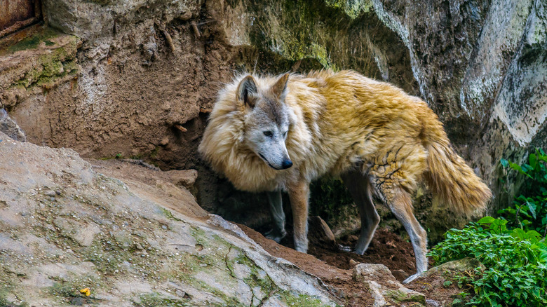 Un loup solitaire de l'Himalaya émergeant d'une tanière