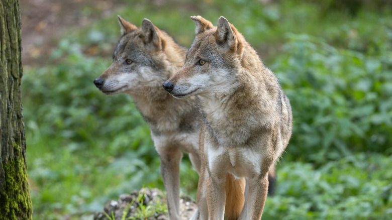 Deux loups eurasiens dans une forêt 