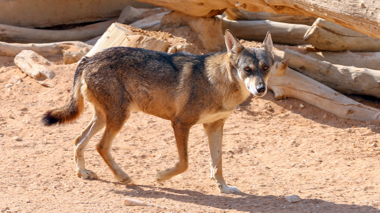 Loup arabe en marche