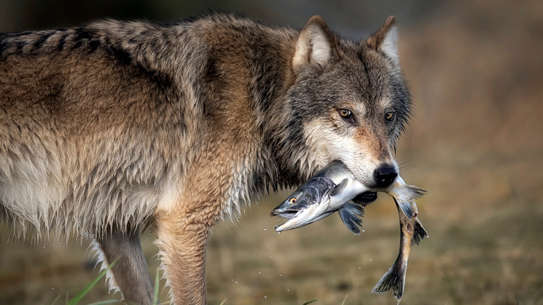 Loup du Yukon avec un poisson fraîchement pêché