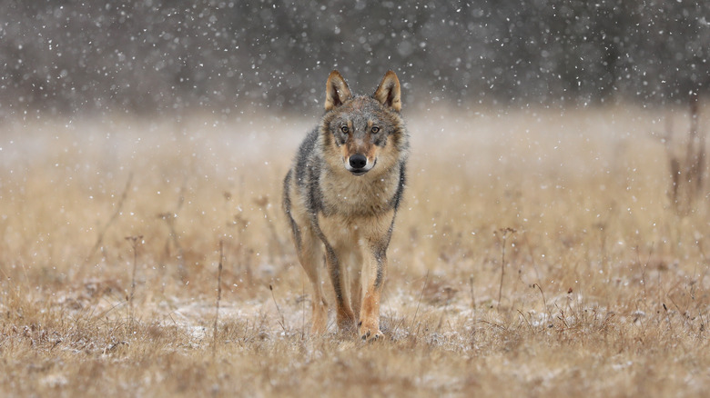 Loup des steppes dans un champ 