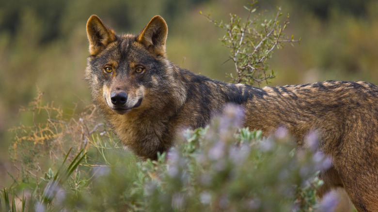 Loup ibérique dans un pré 