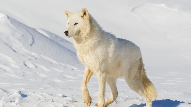 Loup arctique dans la toundra enneigée 