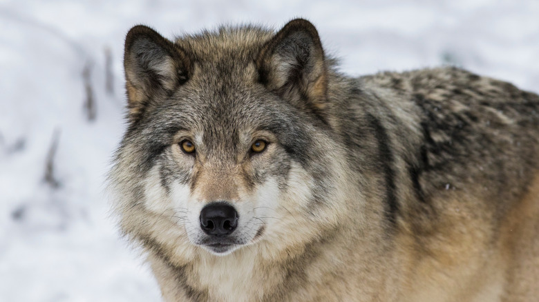 Portrait d'un loup du Nord-Ouest