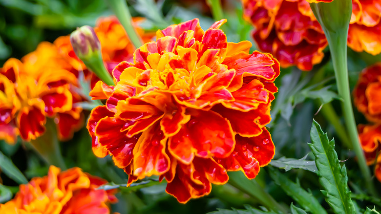 Fleurs de souci orange et jaune 