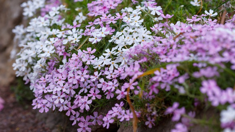 Phlox de jardin en blanc et violet 