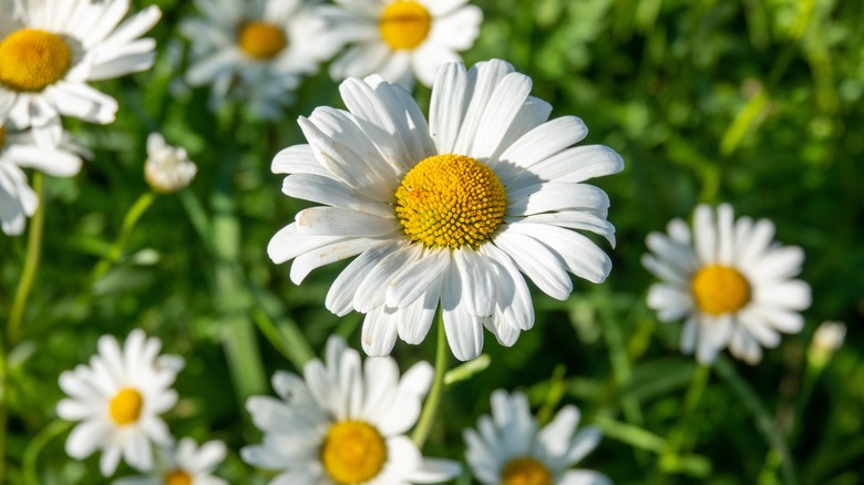 Marguerites sauvages de Shasta