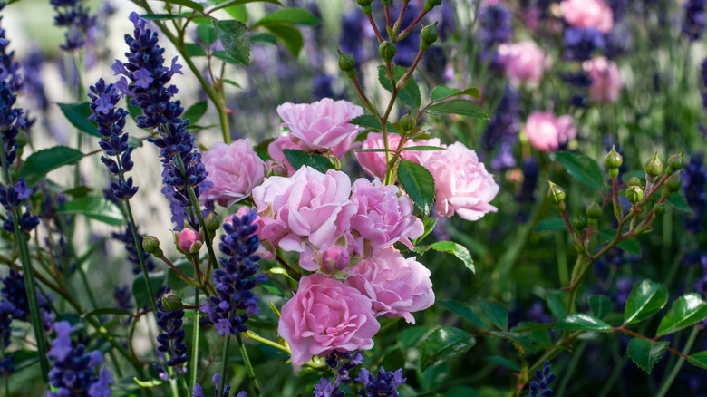 Lavande et roses ensemble 