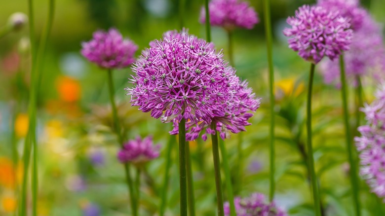 Culture d'allium ornemental 