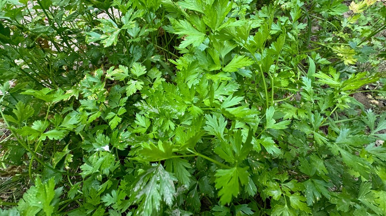 Le persil au jardin 