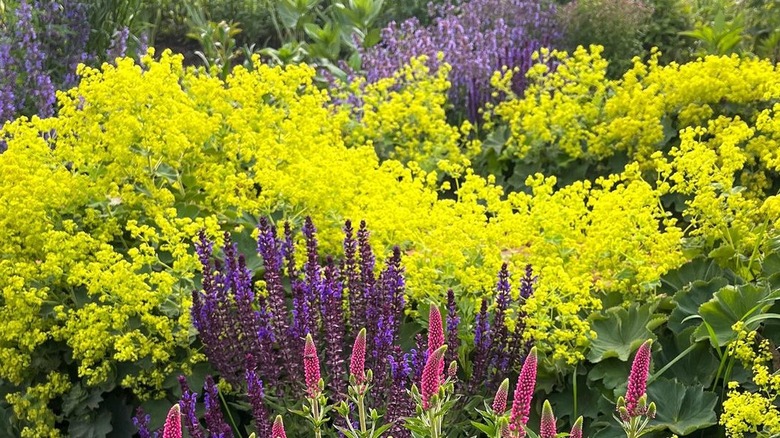 Alchémille autour de la sauge russe et du lupin 