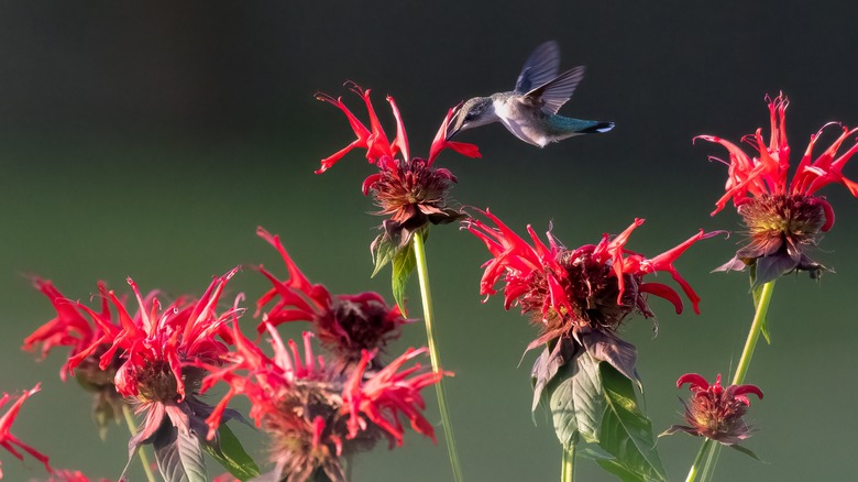 Colibri à la mélisse 