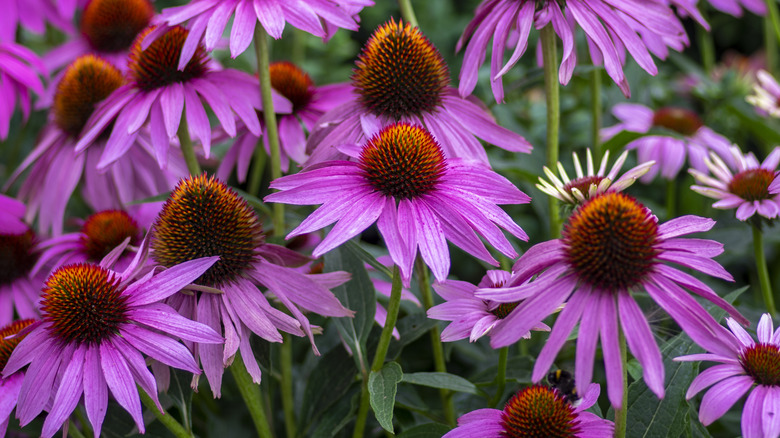 Fleurs d'échinacée 