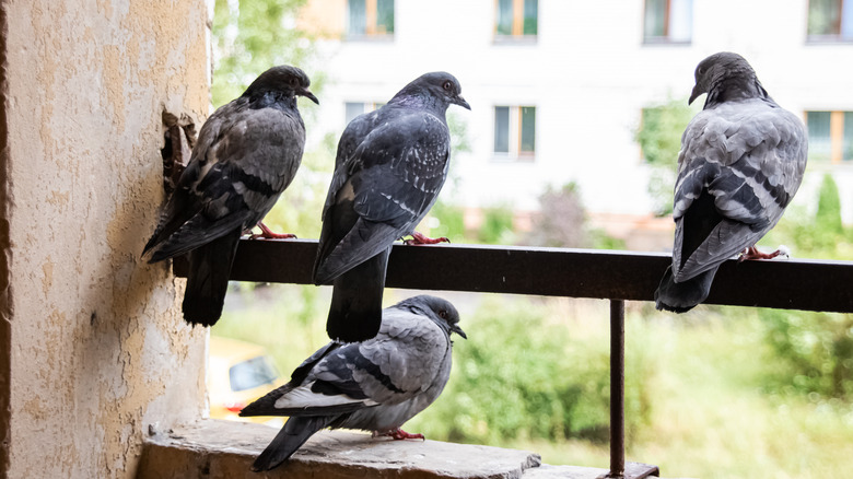 Pigeons assis sur le balcon