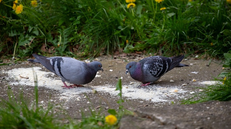 Pigeons mangeant au sol