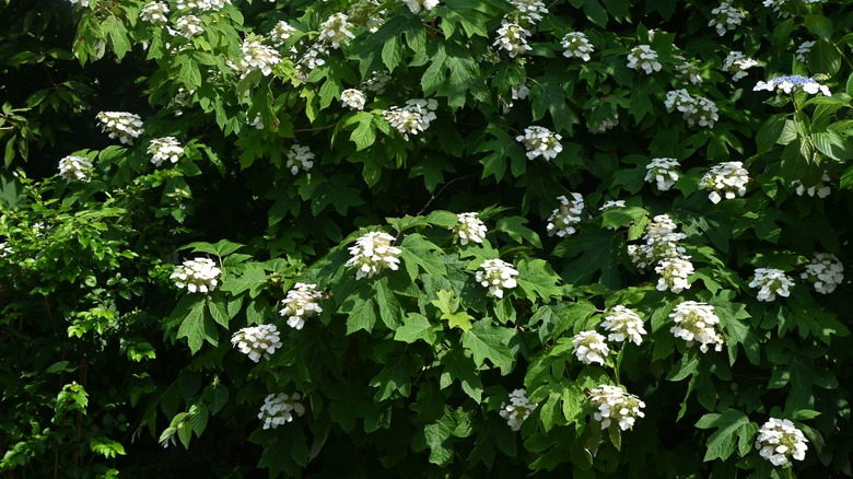 Buisson d'hortensias vivaces à feuilles de chêne 